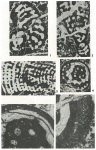 Biokovina gradacensis Gušić, 1977