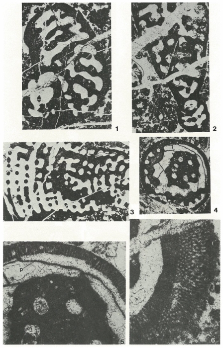Biokovina gradacensis Gušić, 1977 Biokovina gradacensis Gušić, 1977