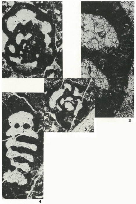 Bosniella oenensis Gušić, 1977 Bosniella oenensis Gušić, 1977