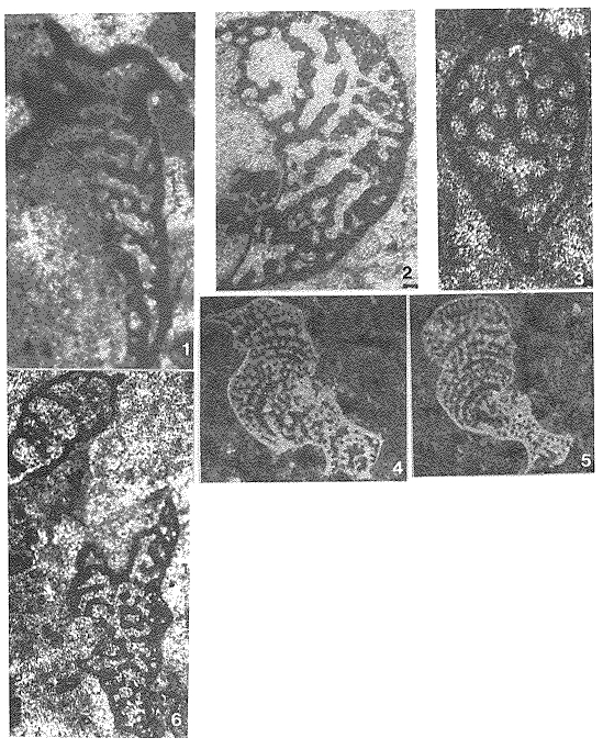 Alpinophragmium perforatum Flügel, 1967 Alpinophragmium perforatum Flügel, 1967