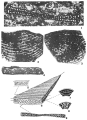 Cyclopsinella steinmanni (Munier-Chalmas, 1887) sensu Neumann (1964); figs. 2-4 = C. Neumannae see Cherchi (1980), author: Loeblich & Tappan, 1987