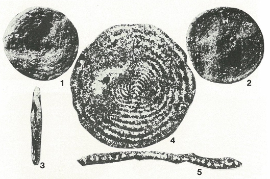 Ammocycloloculina erratica (Joukowsky & Favre, 1913) Ammocycloloculina erratica (Joukowsky & Favre, 1913)