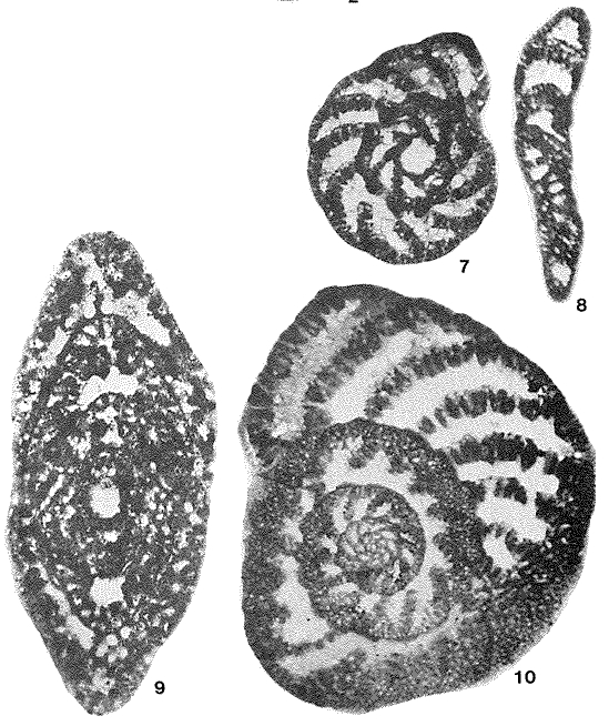 Alveosepta jaccardi (Schrodt, 1894) Alveosepta jaccardi (Schrodt, 1894)