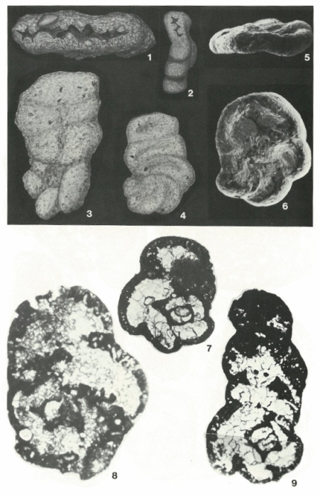 Buccicrenata subgoodlandensis (Vanderpool, 1933)
