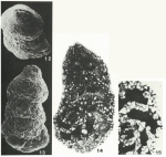 Sabellovoluta humboldti (Reuss, 1851)