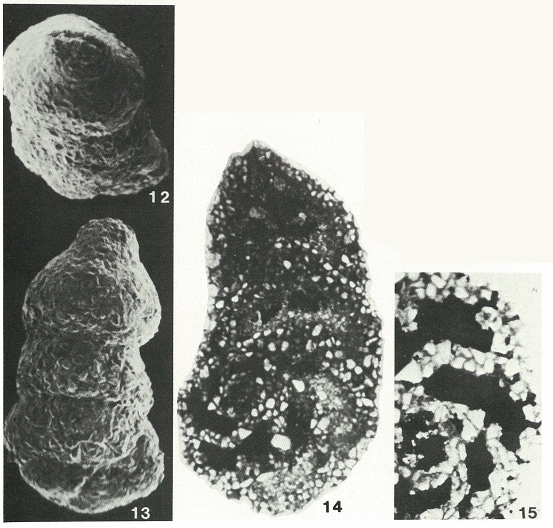 Sabellovoluta humboldti (Reuss, 1851)