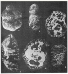 Alveocyclammina andina Hillebrandt, 1971