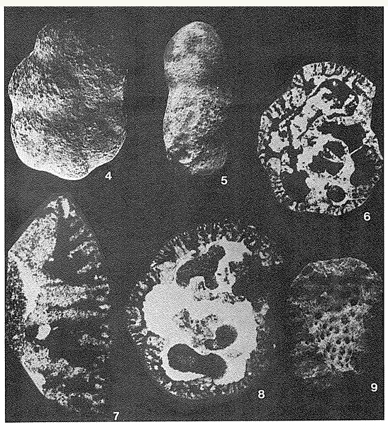Alveocyclammina andina Hillebrandt, 1971 Alveocyclammina andina Hillebrandt, 1971