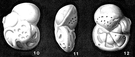 Rosalina asterites Gümbel, 1870 Rosalina asterites Gümbel, 1870
