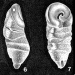 Ungulatella pacifica Cushman, 1931