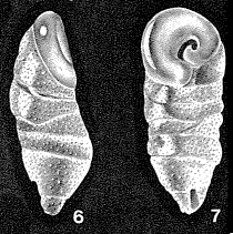 Ungulatella pacifica Cushman, 1931