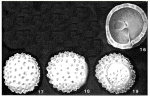 Sphaeridia papillata Heron-Allen & Earland, 1928