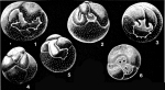 Siphonidia aurantiata Seiglie, 1965