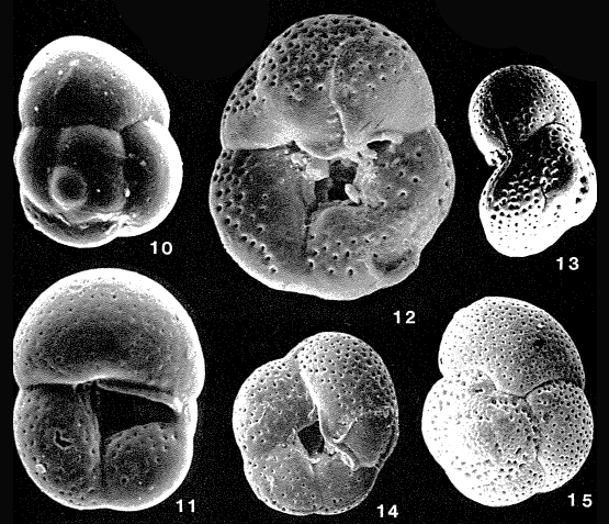 Disconorbis bulbosus (Parker, 1954)