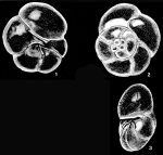 Schaferina annamaryae McCulloch, 1977