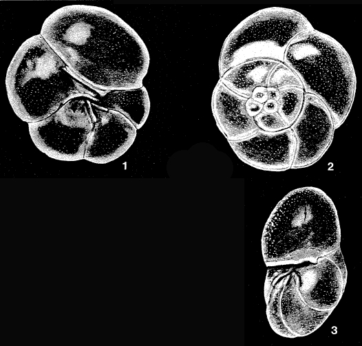 Schaferina annamaryae McCulloch, 1977 Schaferina annamaryae McCulloch, 1977