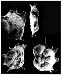 Spinodiscorbis tasmanensis Taylor, 1986