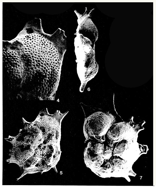 Spinodiscorbis tasmanensis Taylor, 1986 Spinodiscorbis tasmanensis Taylor, 1986