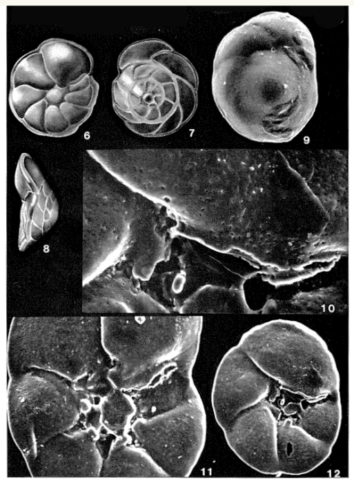 Gavelinopsis praegeri (Heron-Allen & Earland, 1913)