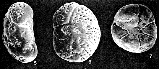 Rotorboides granulosa (Heron-Allen & Earland, 1915) Rotorboides granulosa (Heron-Allen & Earland, 1915)