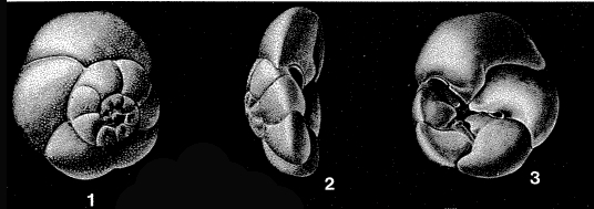 Rosalina globularis d'Orbigny, 1826 Rosalina globularis d'Orbigny, 1826