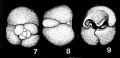 Chromista - Foraminifera (foraminifers)