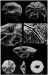 Pannellaina byramensis (Cushman, 1922)