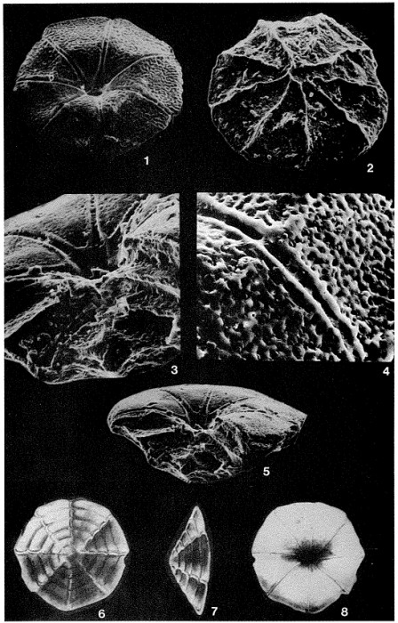 Pannellaina byramensis (Cushman, 1922)
