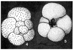 Metarotaliella parva Grell, 1962