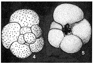 Metarotaliella parva Grell, 1962