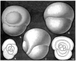 Pullenoides senoniensis Hofker, 1951
