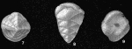 Angulodiscorbis quadrangularis Uchio, 1952
