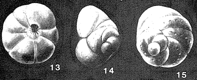 Claudostriatella mexicana Seiglie & Bermúdez, 1965 Claudostriatella mexicana Seiglie & Bermúdez, 1965