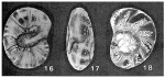 Crosbyia francesae McCulloch, 1977