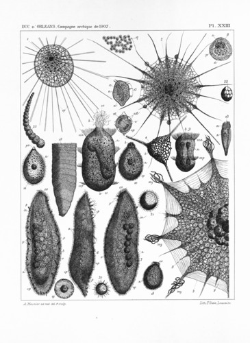 Meunier (1910, pl. 23) Meunier (1910, pl. 23)