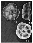Curtrightia marcellae McCulloch, 1977
