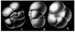 Glabratella crassa Dorreen, 1948