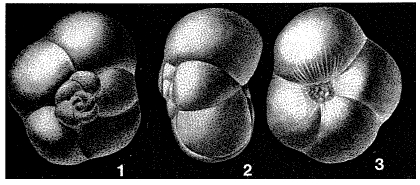 Glabratella crassa Dorreen, 1948 Glabratella crassa Dorreen, 1948
