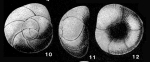 Glabratellina arcuata Seiglie & Bermúdez, 1965