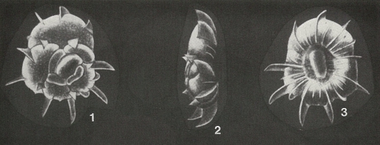 Heronallenita striatospinata Seiglie & Bermúdez, 1965 Heronallenita striatospinata Seiglie & Bermúdez, 1965
