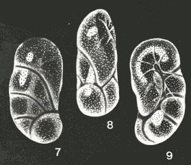 Fredsmithia sanclementensis McCulloch, 1977 Fredsmithia sanclementensis McCulloch, 1977