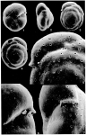 Parrelloides hyalinus (Hofker, 1951)