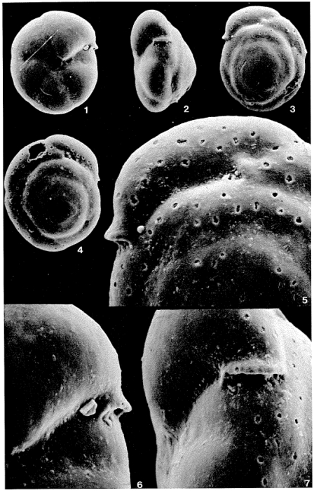 Parrelloides hyalinus (Hofker, 1951) Parrelloides hyalinus (Hofker, 1951)