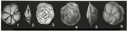 Epistominella pulchella Husezima & Maruhasi, 1944