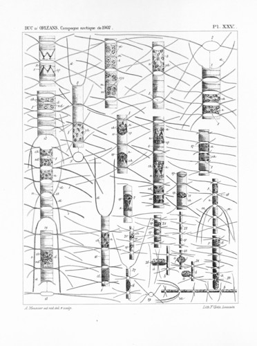 Meunier (1910, pl. 25) Meunier (1910, pl. 25)