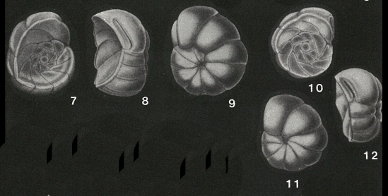 Concavella gyroidinaformis (Cushman & Goudkoff, 1938) Concavella gyroidinaformis (Cushman & Goudkoff, 1938)