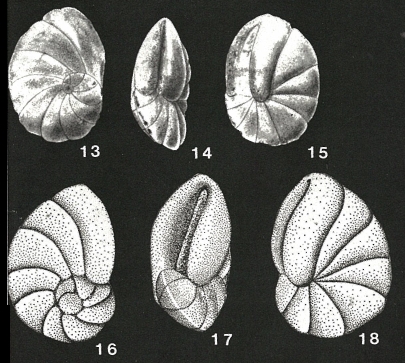 Megastomella africana Faulkner, de Klasz & Rérat, 1963 Megastomella africana Faulkner, de Klasz & Rérat, 1963