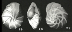 Pseudoparrella subperuviana (Cushman, 1926)