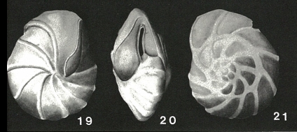 Pseudoparrella subperuviana (Cushman, 1926) Pseudoparrella subperuviana (Cushman, 1926)