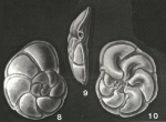 Discorbitura dignita Bandy, 1949